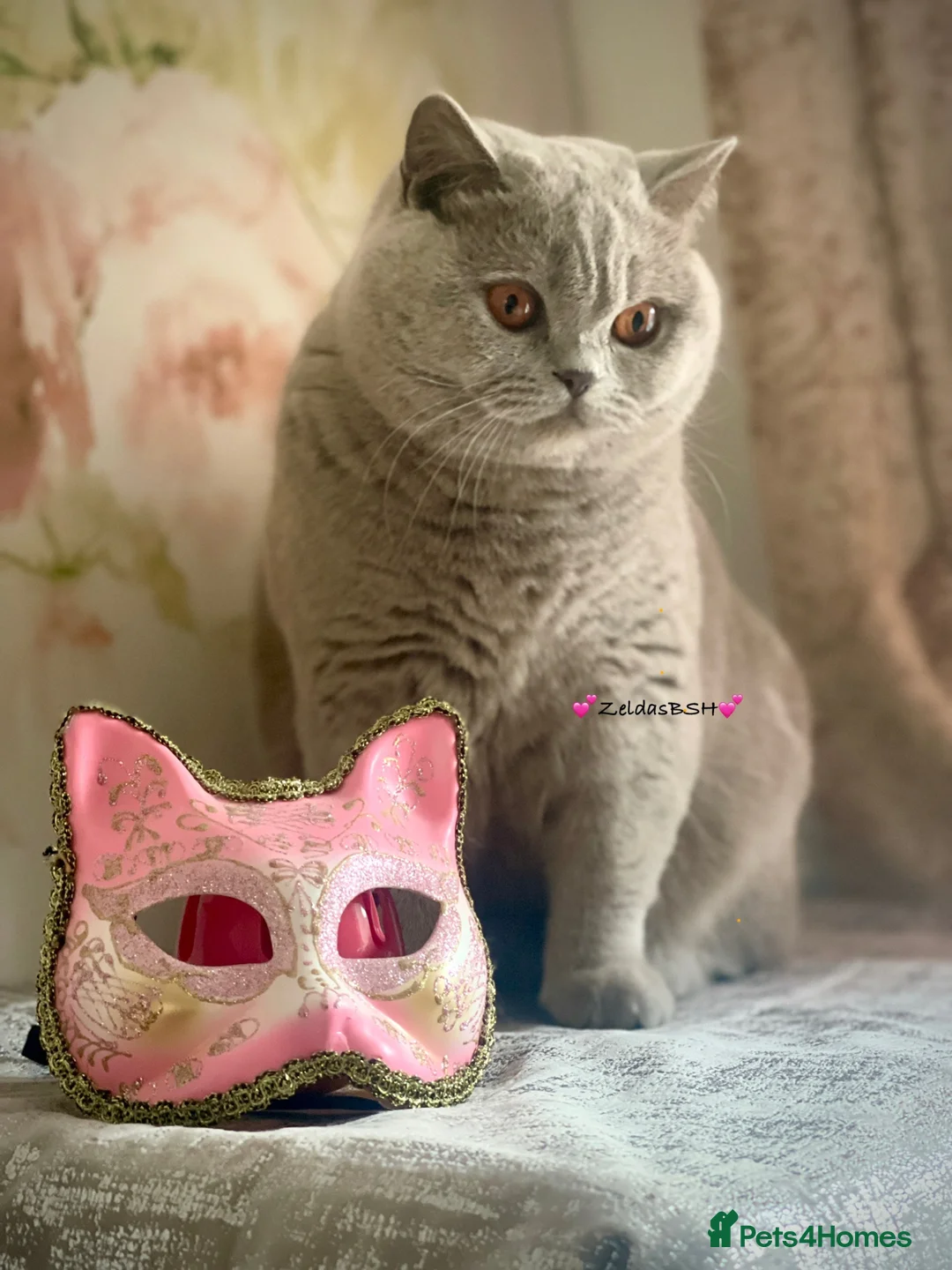 British Shorthair cats for sale: 💕Beautiful BSH lilac girl💕 - Advert 1