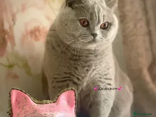 British Shorthair cats 💕Beautiful BSH lilac girl💕 - Advert 4