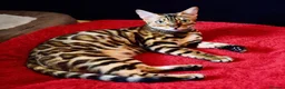 Bengal cats for sale: Beautiful Bengal kitten, one girl available - Advert 4