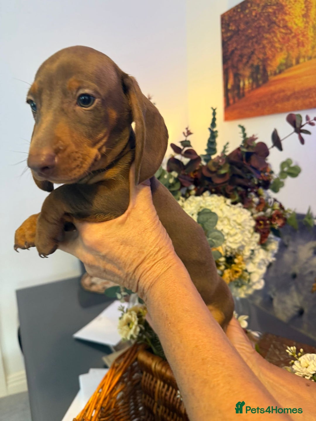 Dachshund dogs for sale: dachshund puppies  - Image 6