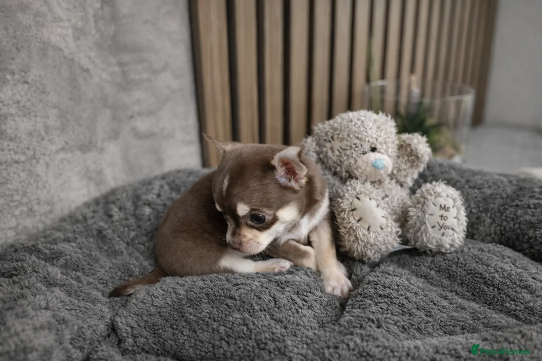 Chihuahua dogs for sale: Tiny Chihuahua Puppies – Сhristmаs Babies - Advert 15