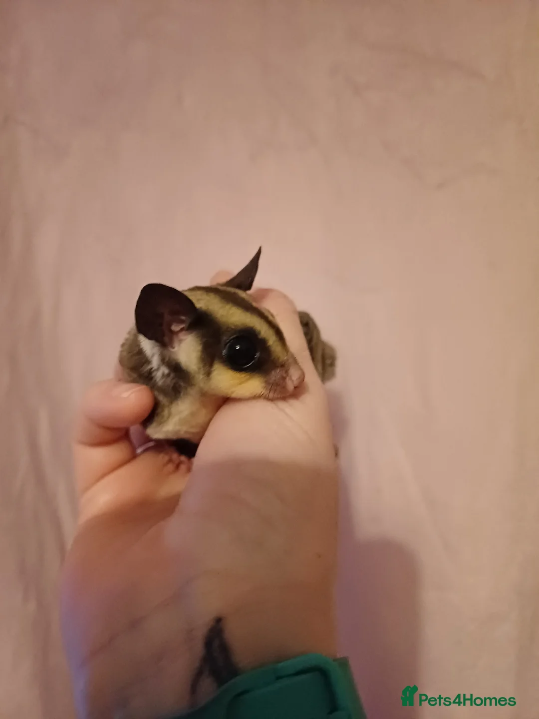 Sugar Glider rodents for sale: Sugar gliders in Bolton - Advert 3