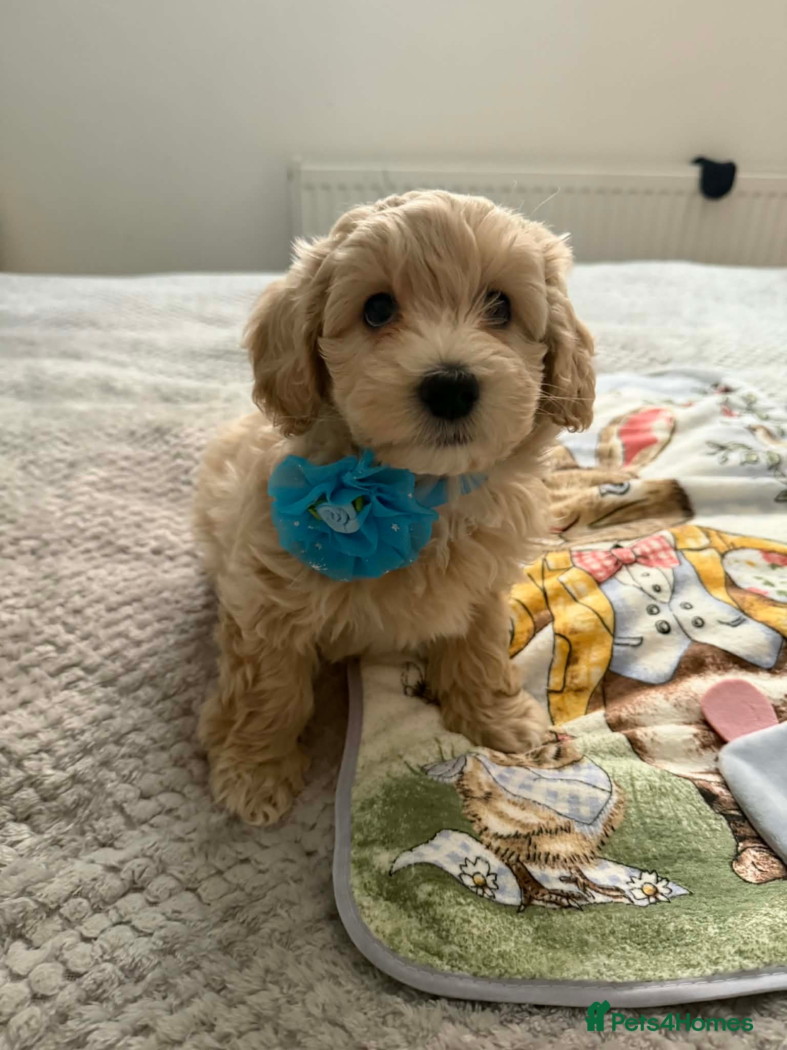 Maltipoo dogs Maltipoo Puppies for sale  - Advert 1