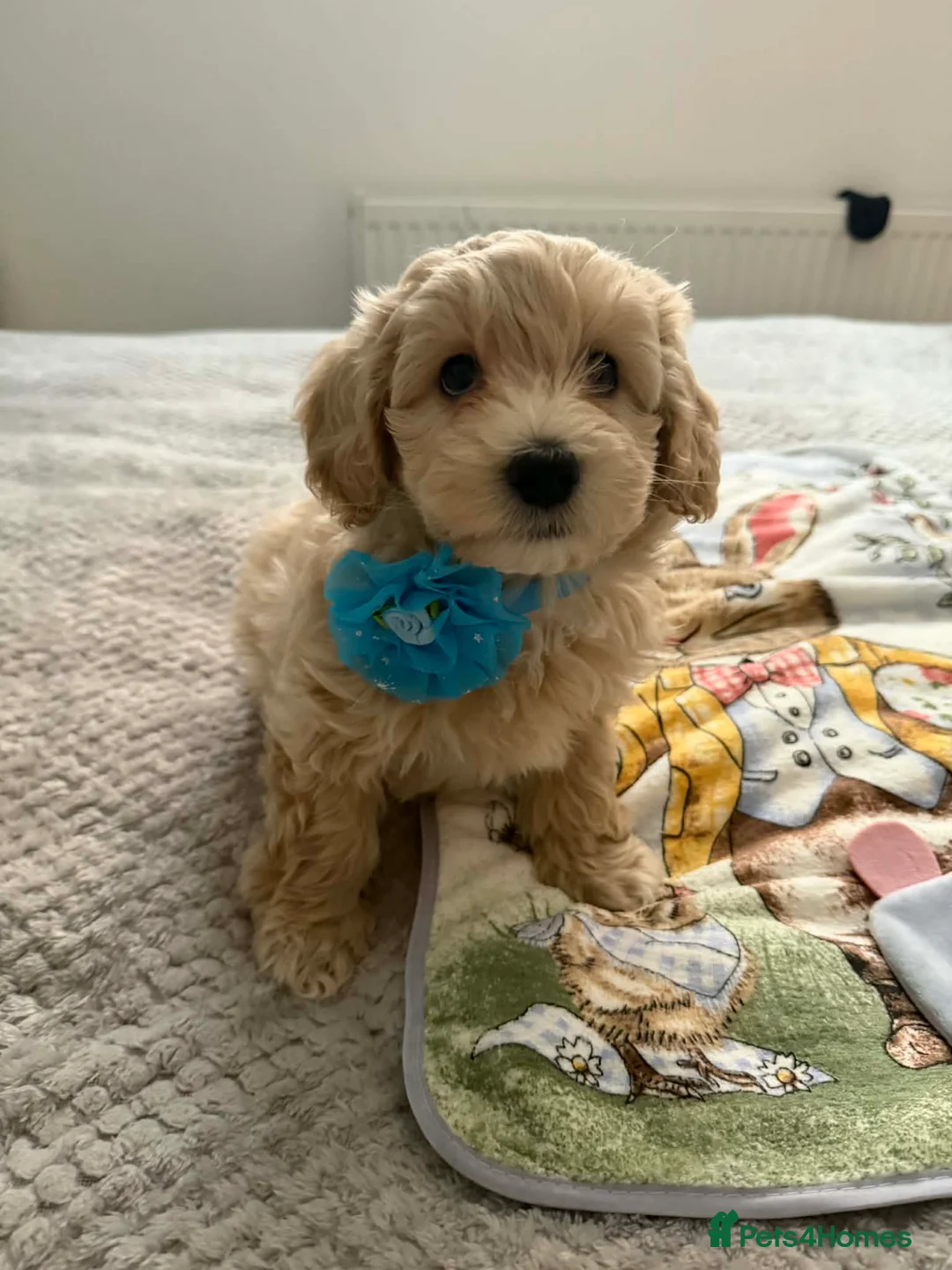 Maltipoo dogs for sale: Maltipoo Puppies for sale  - Advert 2