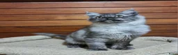 Maine Coon cats for sale: GCCF registered pedigree Maine Coon Kittens  - Advert 18