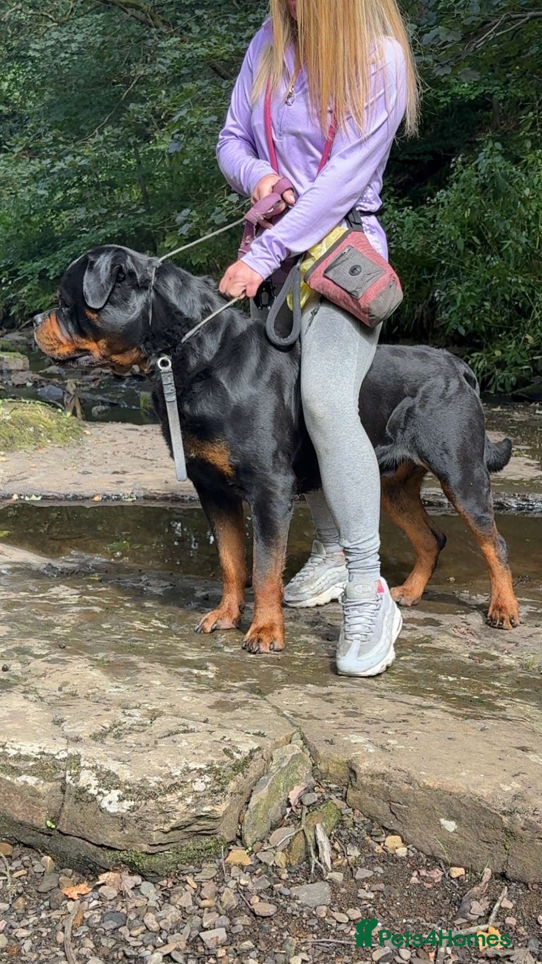 Rottweiler dogs for stud: Stunning KC registered fully health tested male   in Burnley - Advert 21