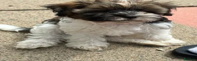 Brown, White & Black Parti (Boy) 