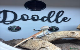 Bearded Dragon reptiles for sale: Bearded dragon and set up! - Image 3