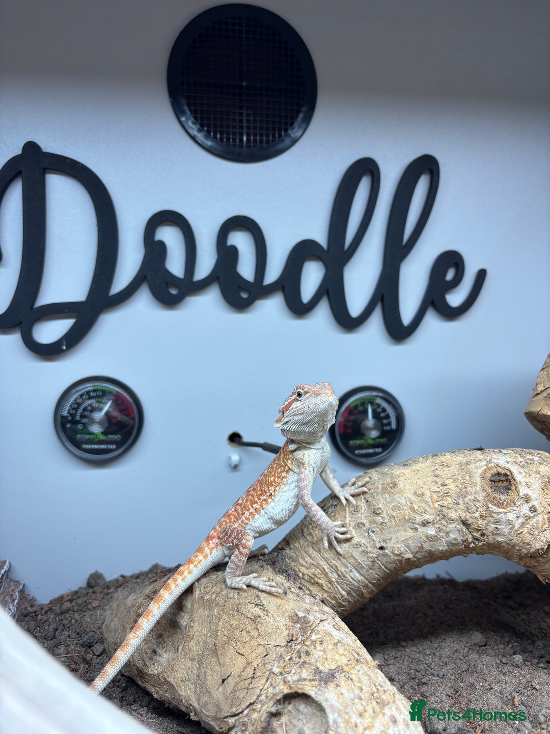 Bearded Dragon reptiles for sale: Bearded dragon and set up! - Image 3