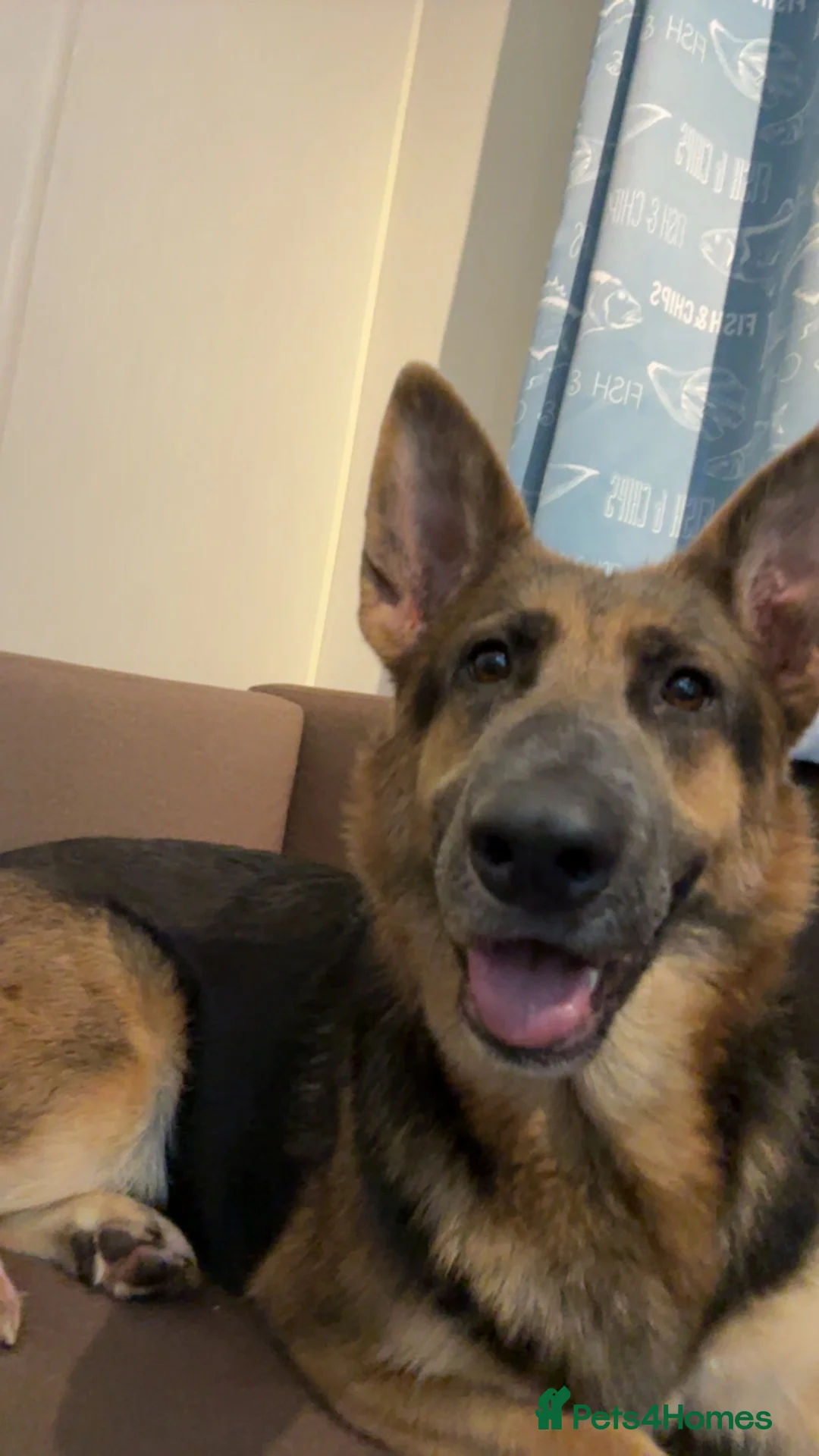 German Shepherd dogs for sale: River  - Advert 8