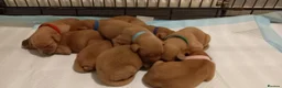 Labrador Retriever dogs for sale: LABRADOR PUPPIES - FOX RED KC REG. TESTED PARENTS in Kelso - Advert 4