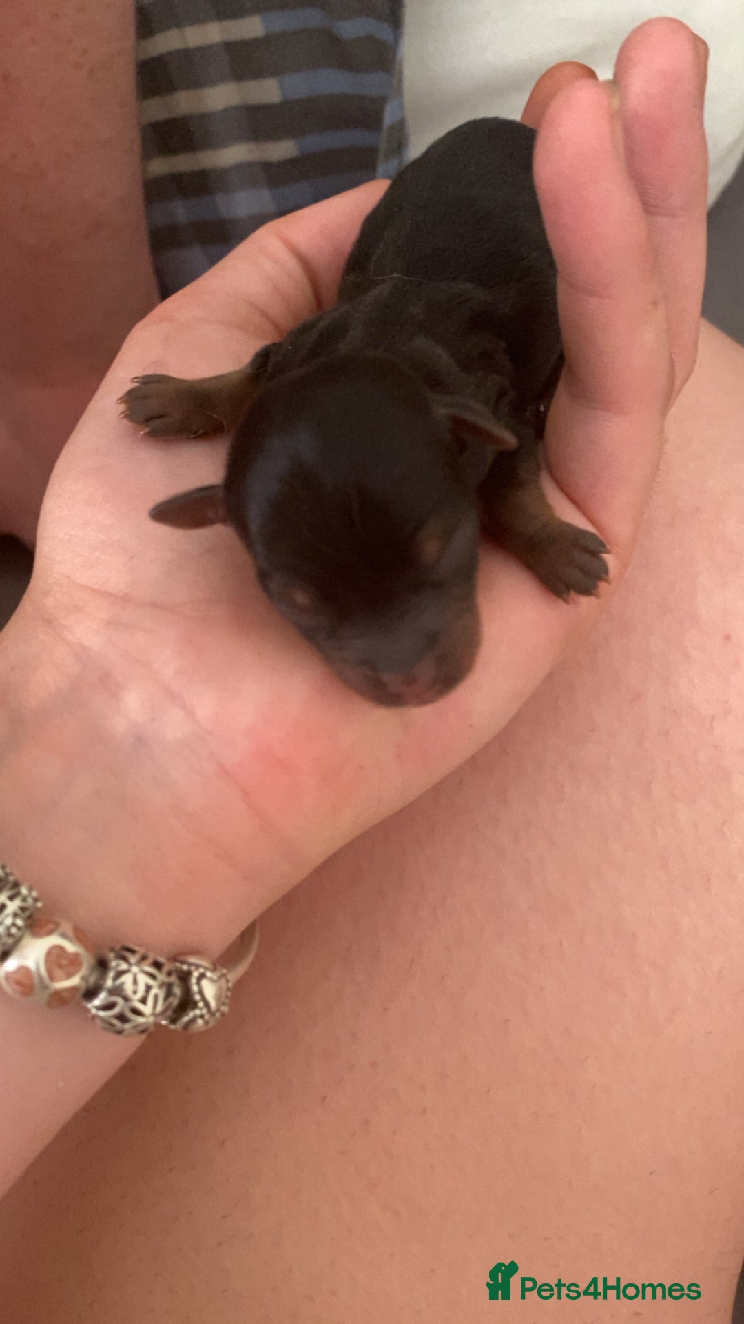 Yorkshire Terrier dogs for sale: 4 beautiful Yorkshire terrier pups  - Image 11