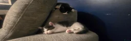 Ragdoll cats for sale: Mix ragdoll kittens  in Enfield - Advert 7