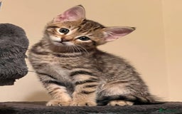 Toyger cats for sale: Adorable kitten  - Image 29