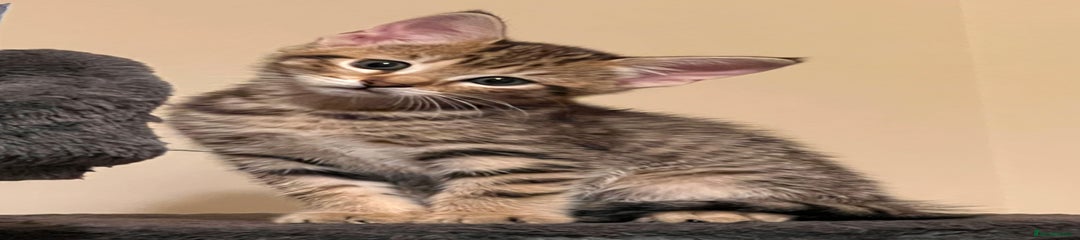 Tabby Kitten 3