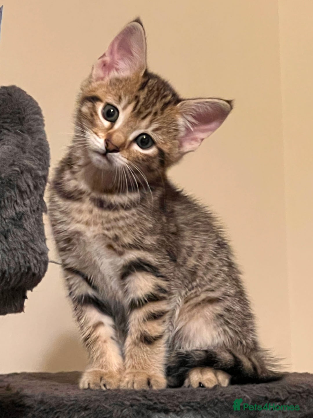Toyger cats for sale: Adorable kitten  - Image 29