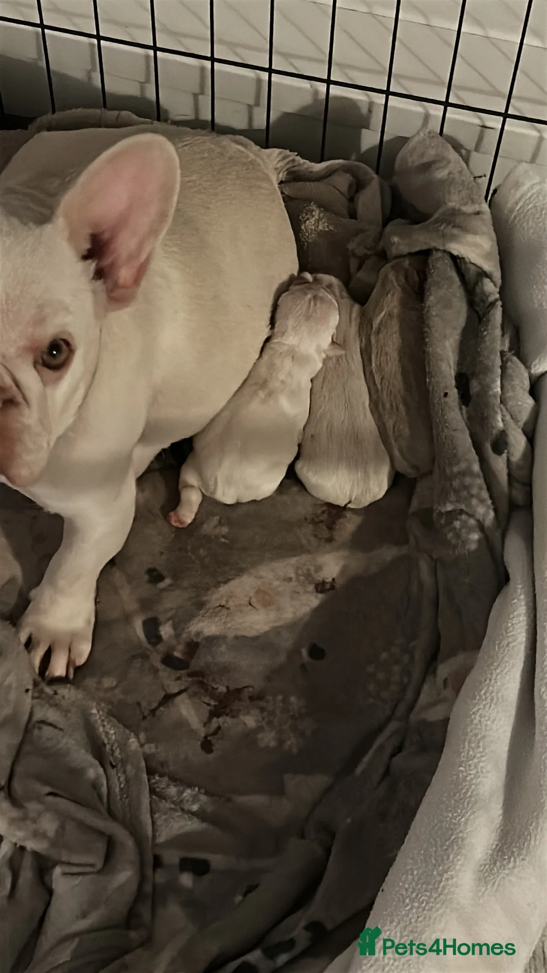French Bulldog dogs for sale: Home litter french bulldogs  in Chatham - Advert 2