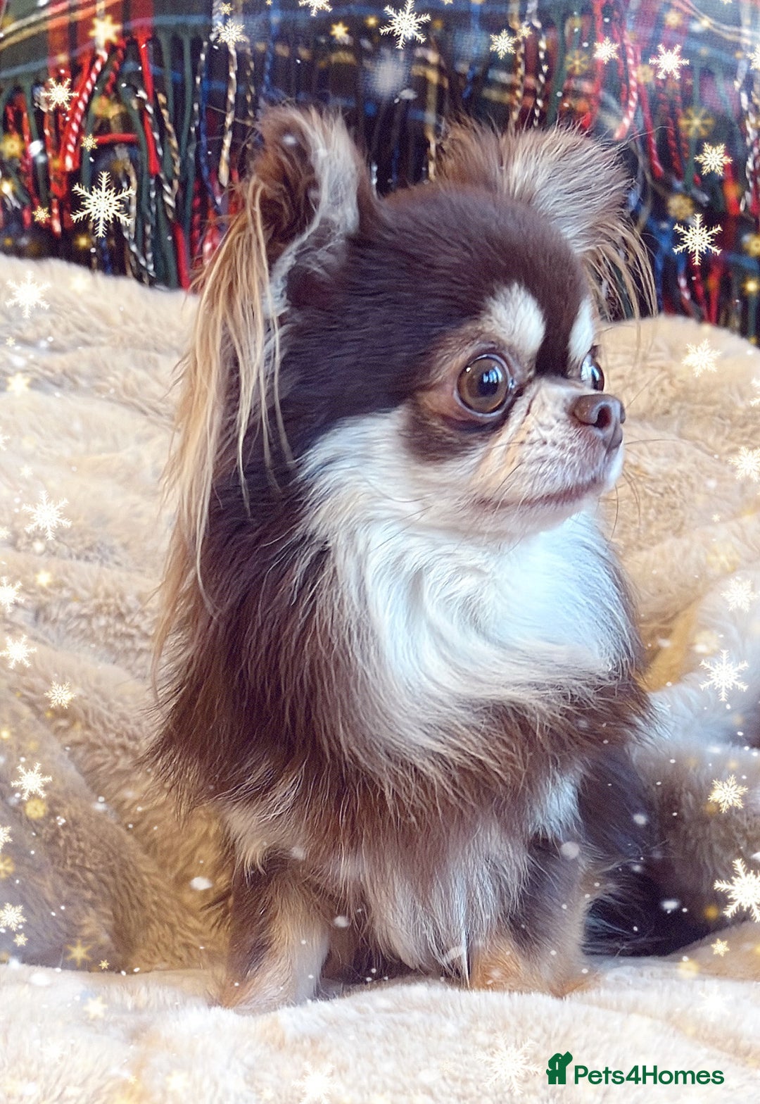 Chihuahua dogs for stud: Thailand imported chihuahua boy stud only in Doncaster - Advert 3