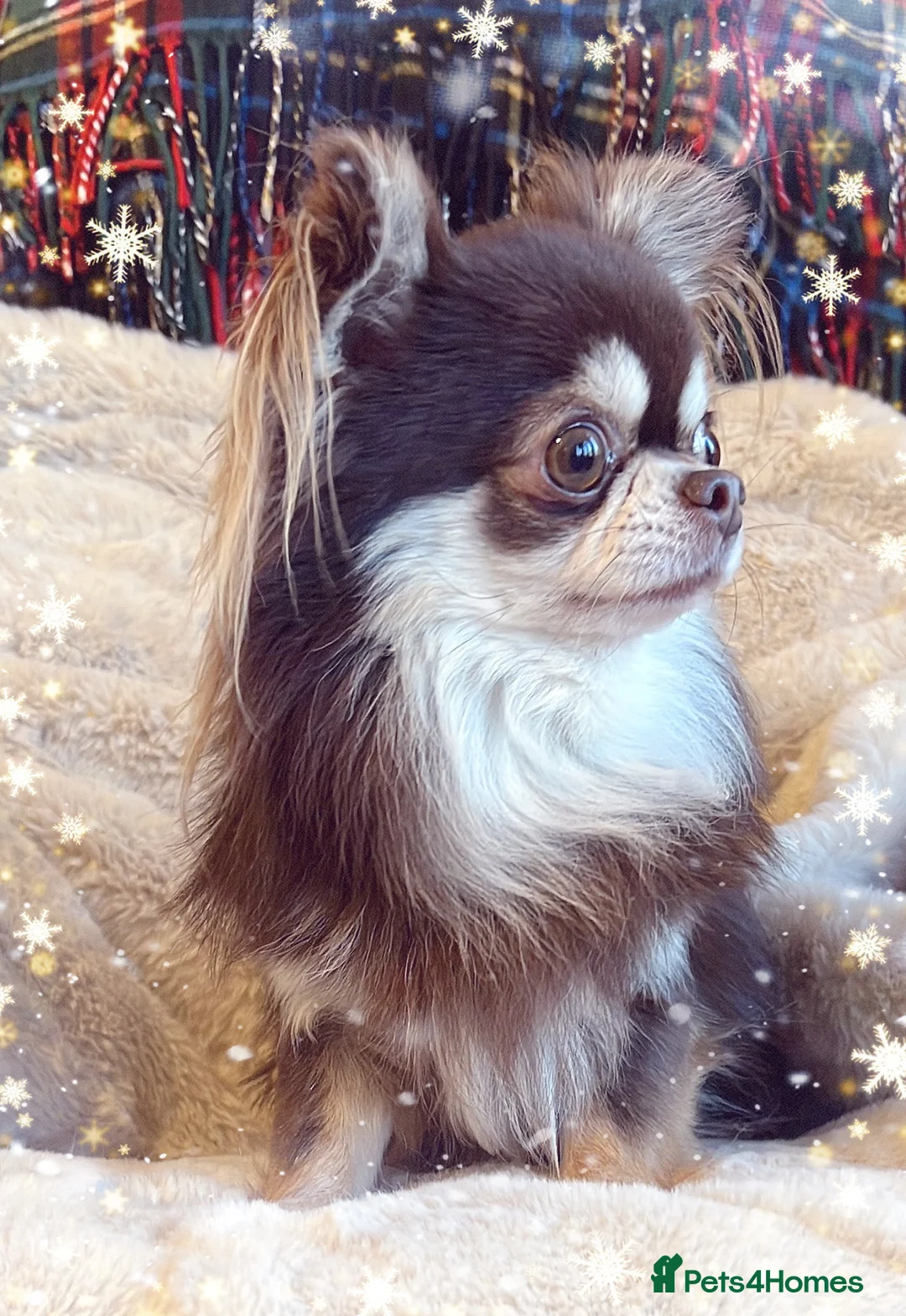 Chihuahua dogs for stud: Thailand imported chihuahua boy stud only in Doncaster - Advert 3