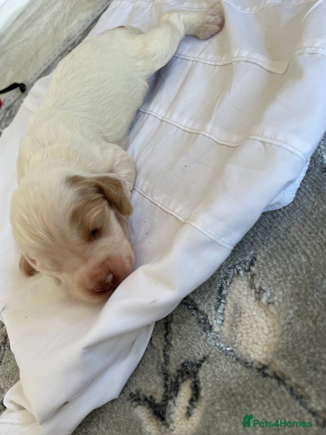 Cocker Spaniel dogs for sale: Healthy puppies - Image 12