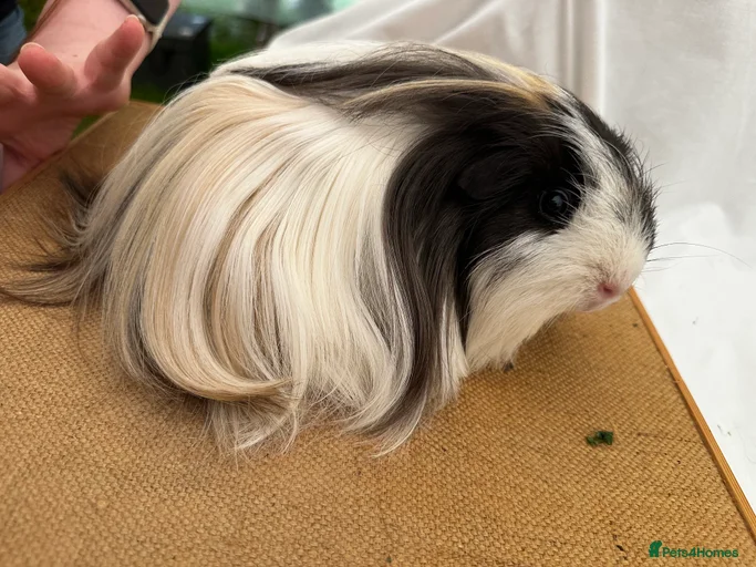 Gallery Image {{count}}