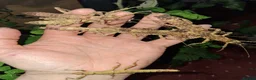 Mixed Breed invertebrates for sale: Stick Insects and Isopods - Advert 6