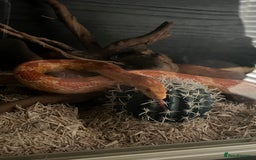 Corn Snake reptiles for sale: eight corn snakes hatchlings ready to be bought ! - Image 11