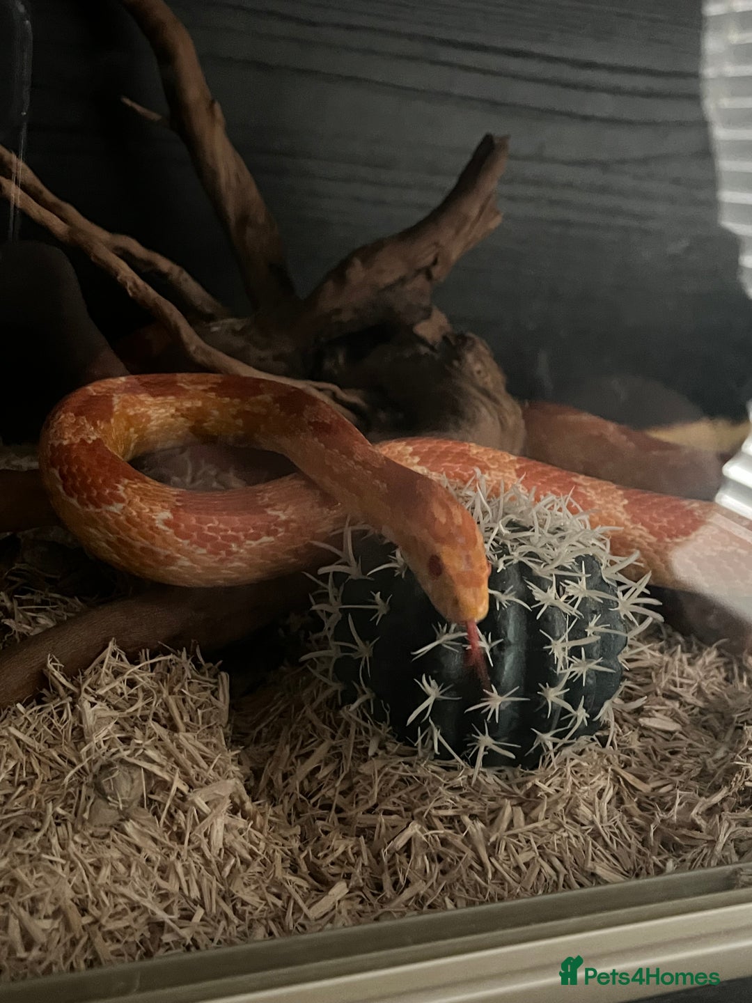 Corn Snake reptiles for sale: eight corn snakes hatchlings ready to be bought ! - Image 11