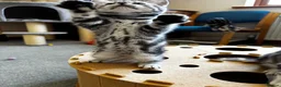 British Shorthair cats for sale: 💙❤️ GORGEOUS PEDIGREE SILVER TABBY BSH ❤️💙 - Advert 10