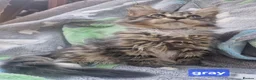 Maine Coon cats for sale: The last MaineCoon female and the last mix female. - Advert 11
