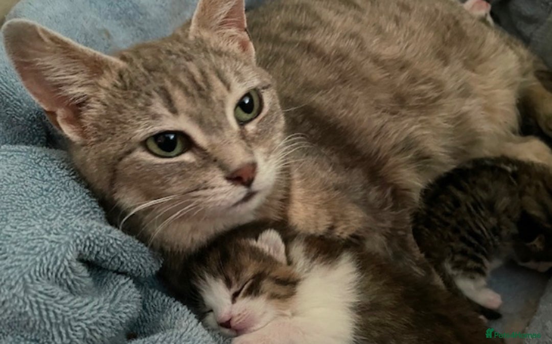 American Shorthair cats for sale: Grey Adorable Kitten Awaiting Its Forever Home🏡 - Advert 9