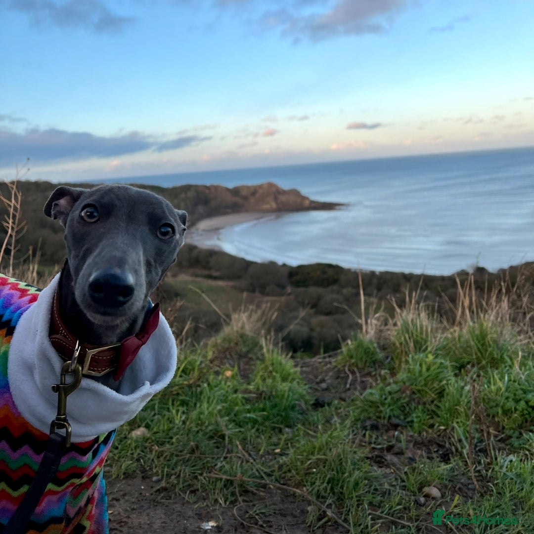 Whippet dogs for sale: 💙 Whippet Puppies – Beautiful Blue Litter 💙 - Image 22
