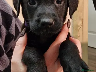 Labrador Retriever dogs Black/Fox Red Labrador Puppies (Updated) - Advert 6