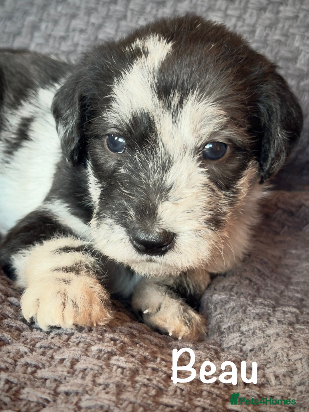Beautiful litter of Bedlington x Lurcher Puppies for sale in