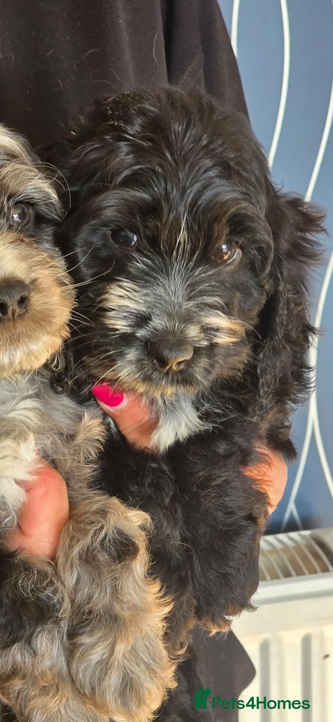 Cockapoo dogs for sale: Ready now - Gorgeous cockapoo pups - Advert 2