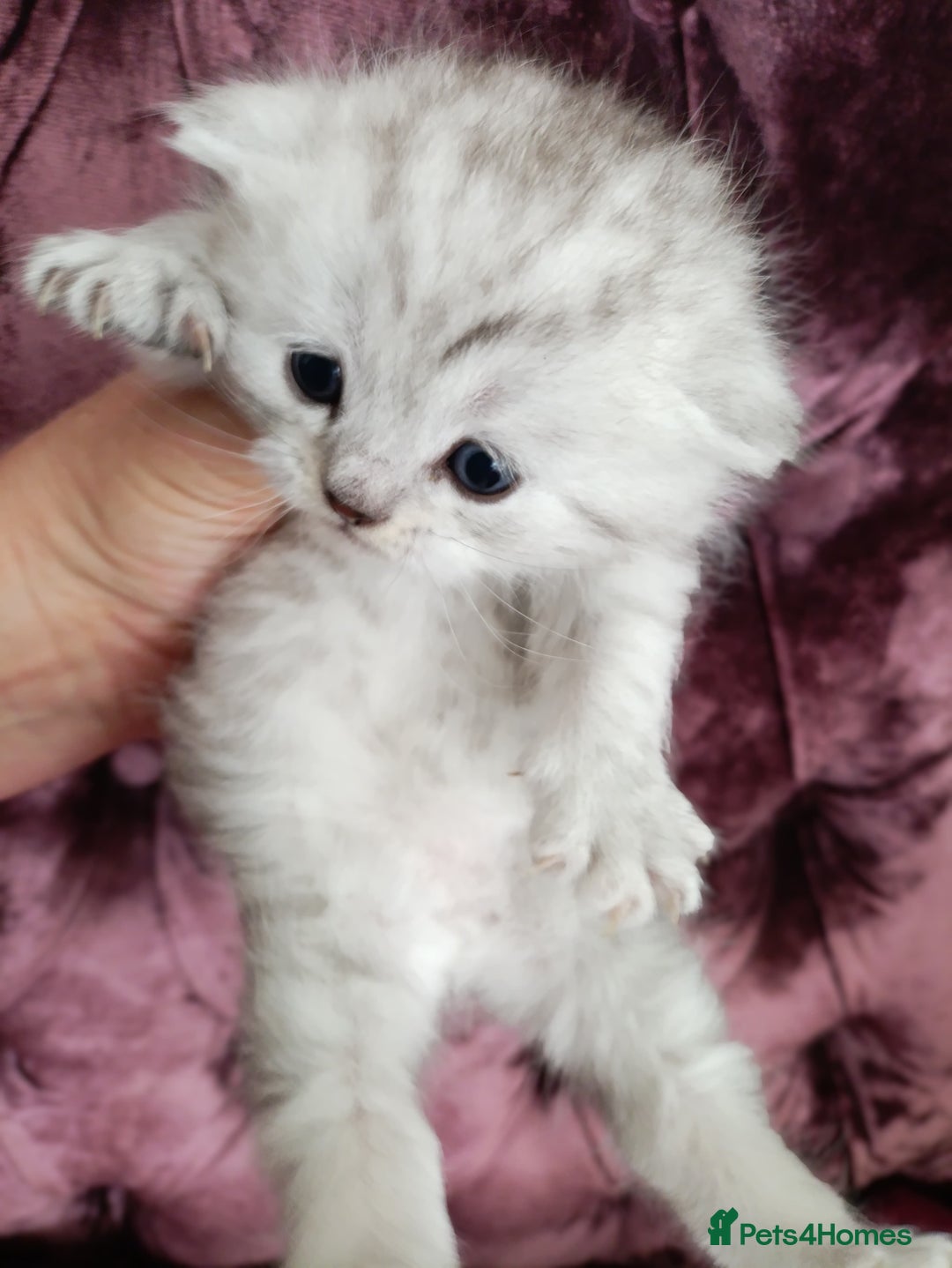 British Shorthair cats for sale: Chunky kittens for sale  - Advert 7