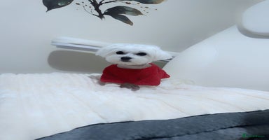 Maltese dogs in Ipswich - Advert 1