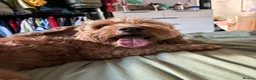 Cockapoo dogs for stud: Proven F1 male cockapoo for STUD in Pershore - Advert 6