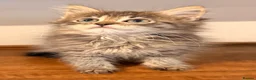 Siberian cats for sale: New imported lines Siberian kittens - Advert 13