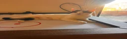 Mixed Breed cats for sale: Playful kittens  in Withernsea - Advert 1