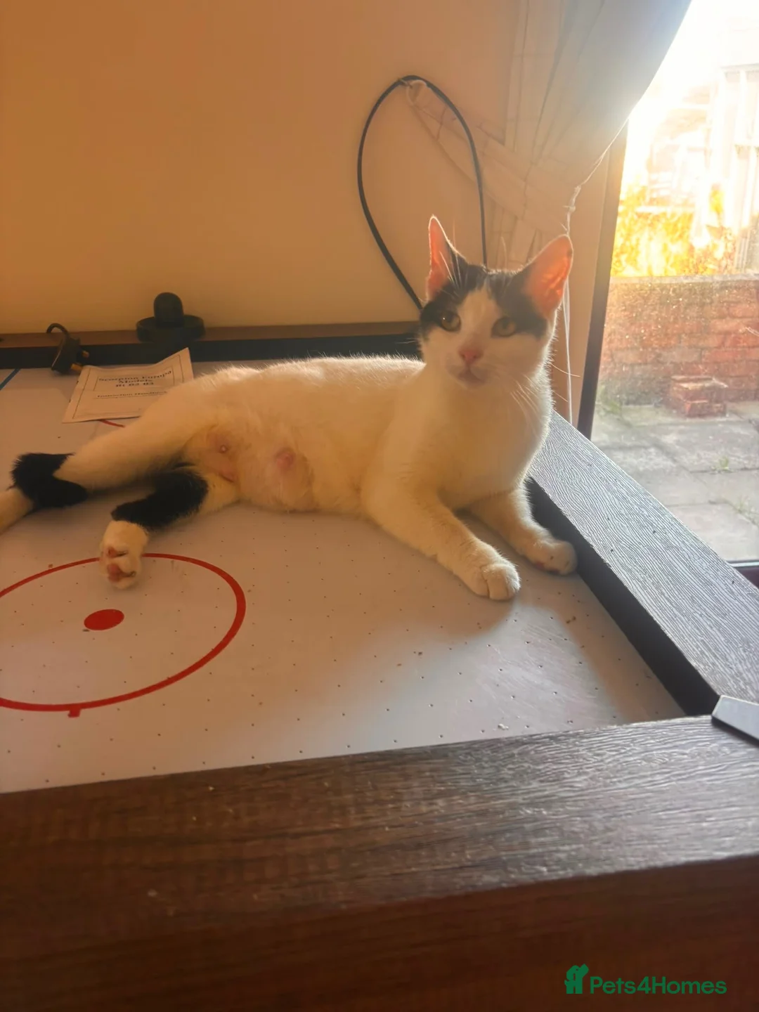 Mixed Breed cats for sale: Playful kittens  in Withernsea - Advert 1