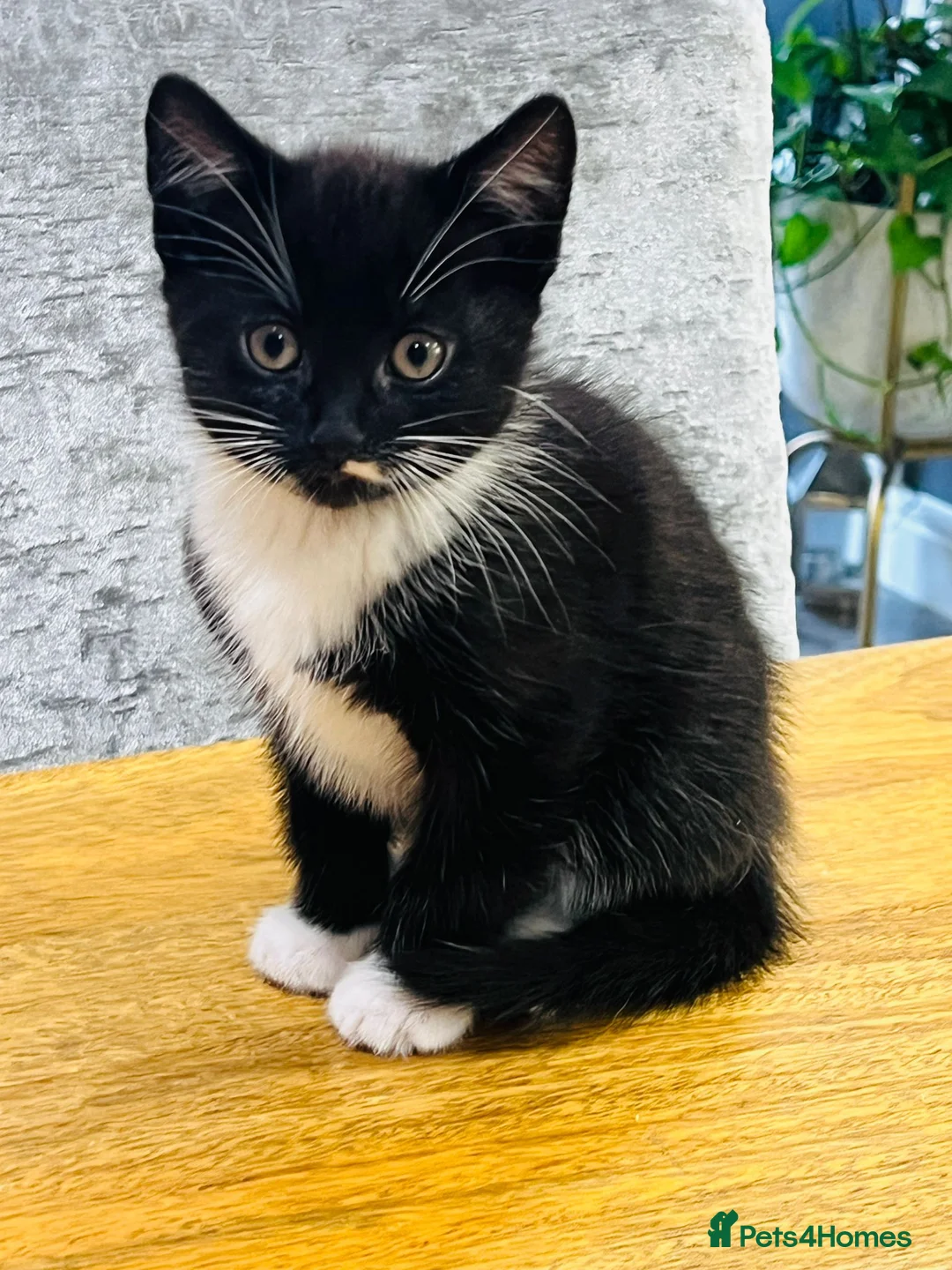 Mixed Breed cats for sale: Kittens 11 weeks old x3 - Advert 7