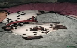Dalmatian dogs for sale: Senior Dalmatian - Image 2