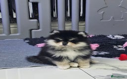 Pomsky dogs for sale: Pomsky puppies very small toy size F3  - Image 31