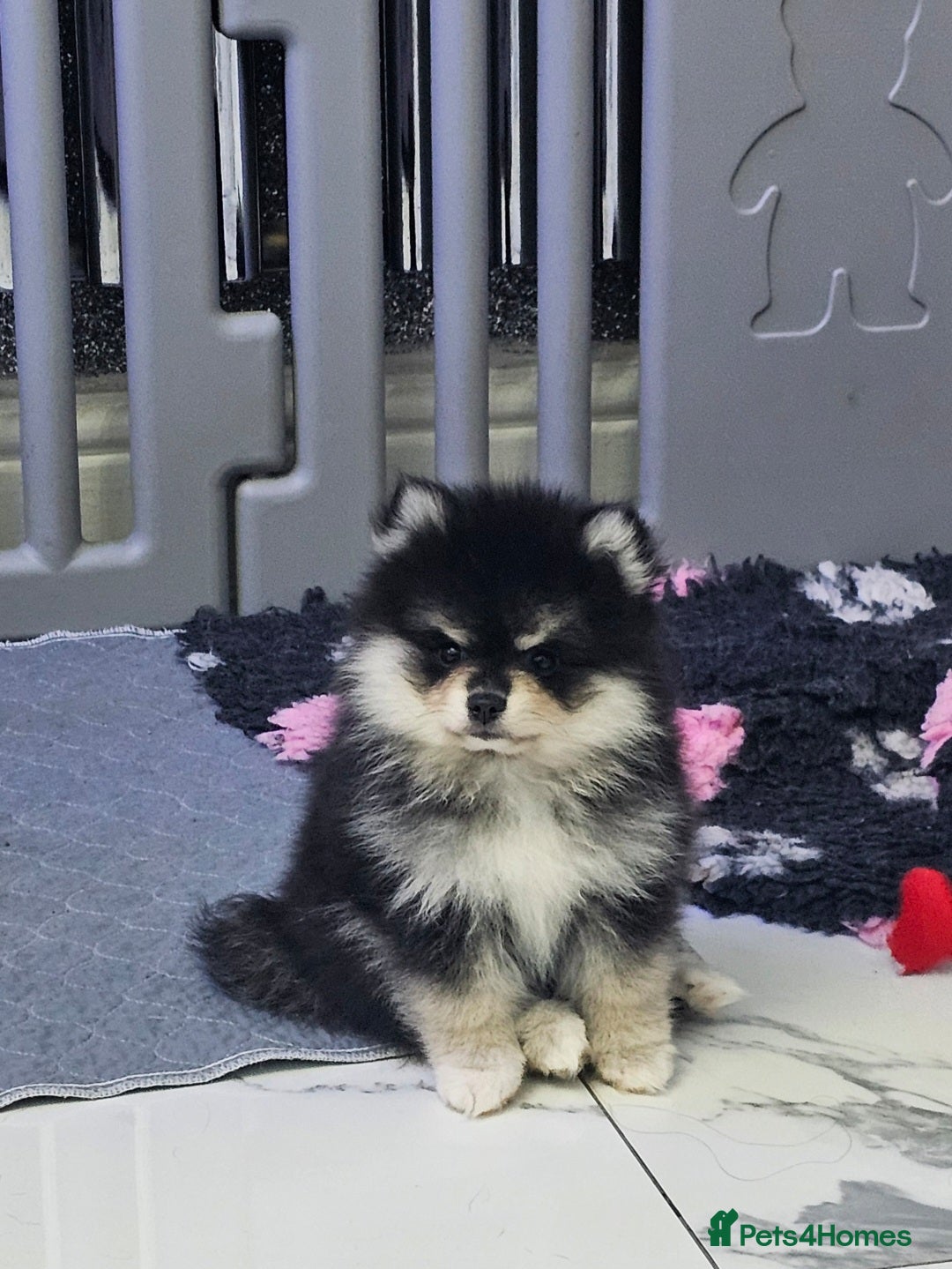 Pomsky dogs for sale: Pomsky puppies very small toy size F3  - Image 31
