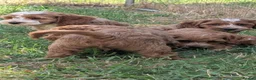 Cockapoo dogs for sale: Beautiful red pups from health tested parents - Advert 38