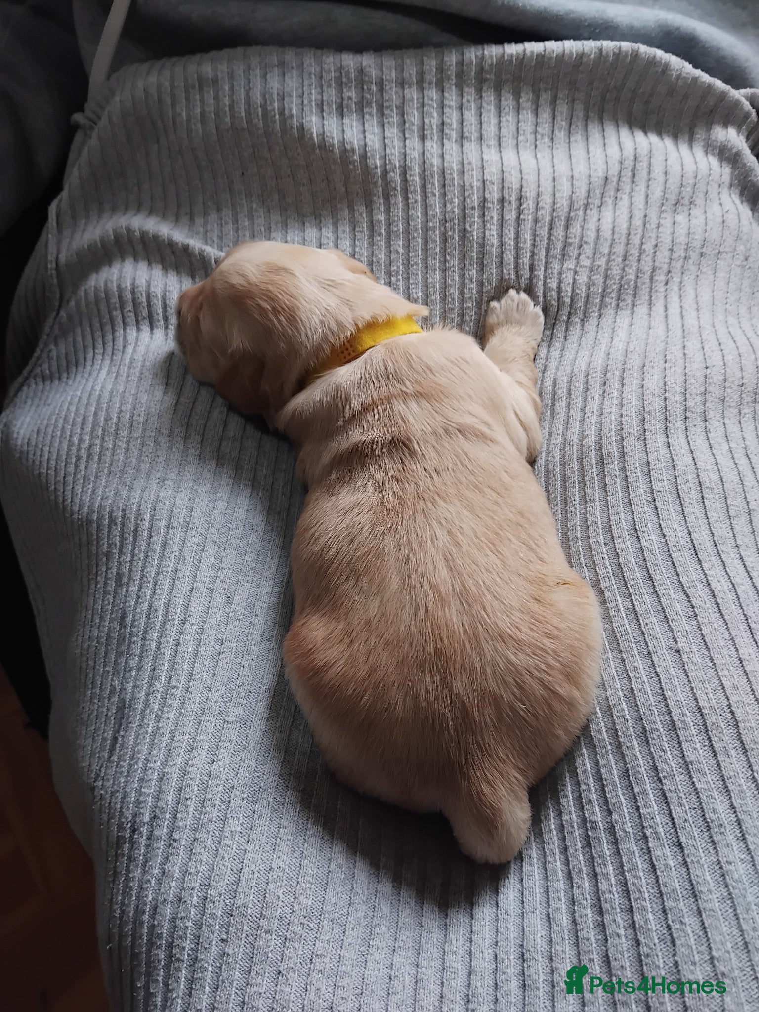 Golden Retriever dogs for sale: 7 beautiful golden retriever babies - Advert 4