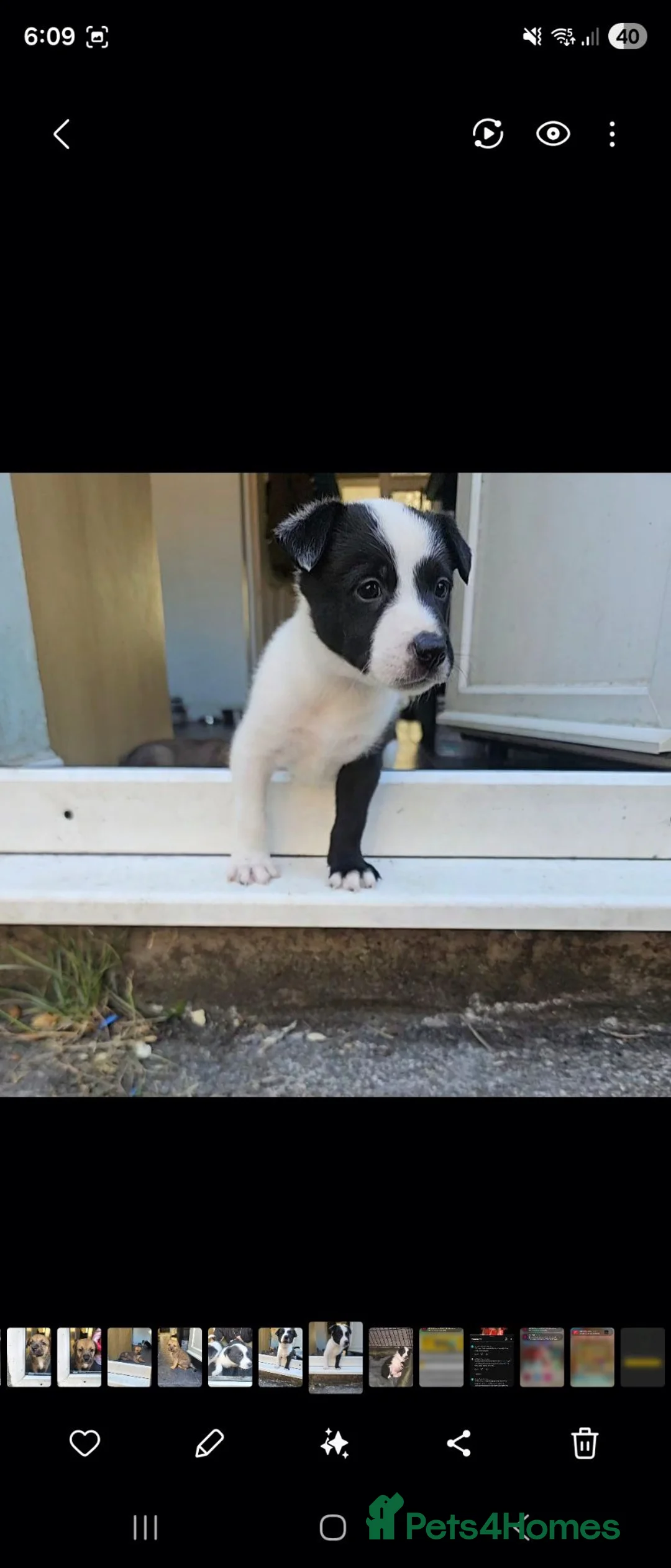 Mixed Breed dogs for sale: 5 collie x whippet puppies  - Advert 2
