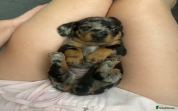 Miniature Dachshund dogs for sale: Venus is a mama to 5! - Image 9
