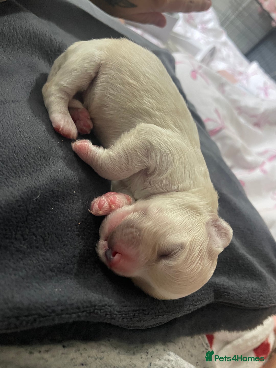 Mixed Breed dogs for sale: Cotton de tulears x spaniel - Image 3